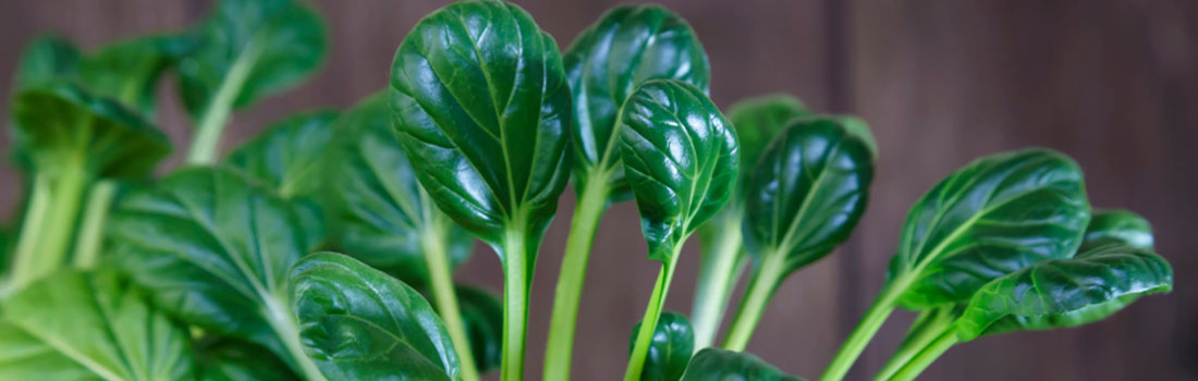 Tatsoi, verdura exótica con beneficios para nuestra salud!