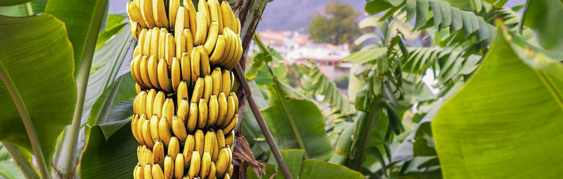 Banano, 10 cosas importantes que debes saber de esta popular fruta