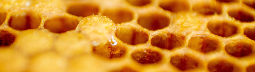 Los insectos, lLa miel en su día internacional: Conoce el trabajo de las abejasa nueva proteína aprobada en Portugal