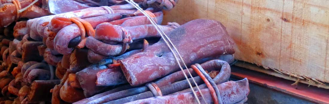 Científicos chilenos preparan bebida a base de cochayuyo