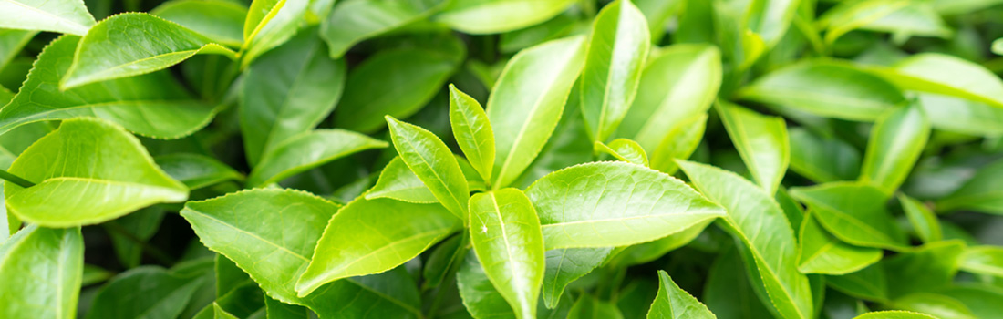 Beneficios del té verde para nuestra salud, cuerpo y mente