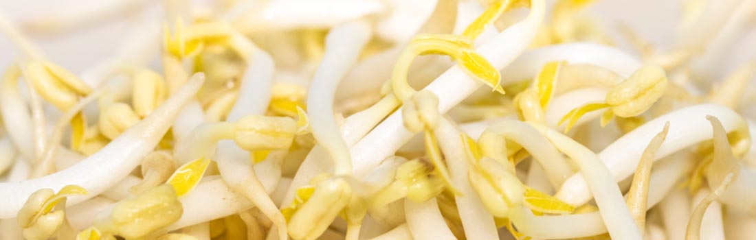 Verduras germinadas o brotes, aprende sobre ellas y súmalas a tu dieta