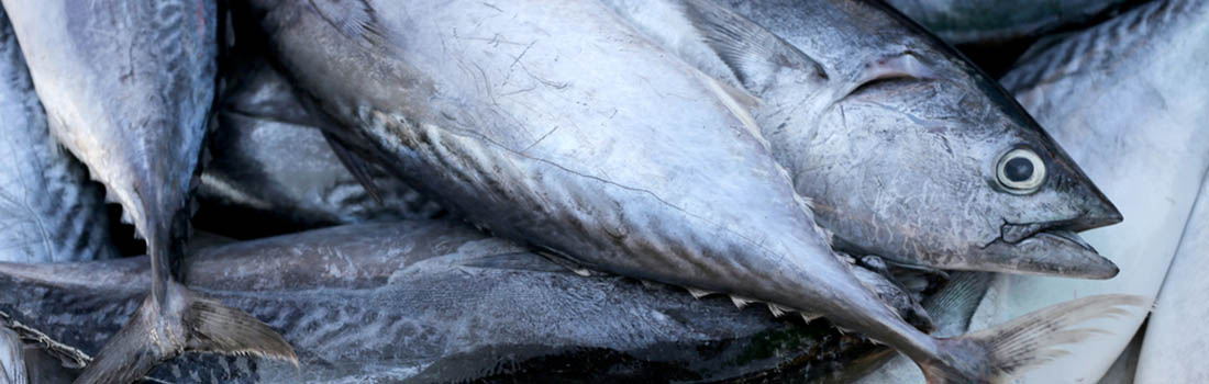 Los pescados que más mercurio contienen ¿Los conoces?