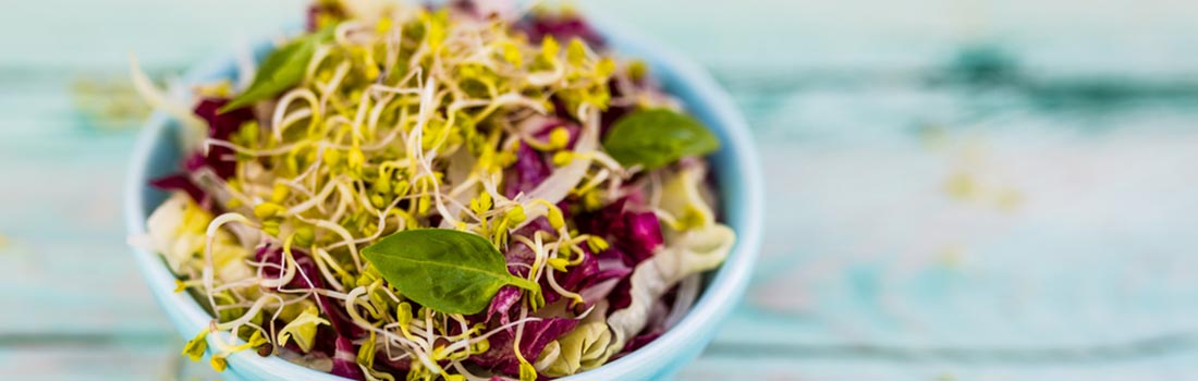 Verduras germinadas o brotes, aprende sobre ellas y súmalas a tu dieta