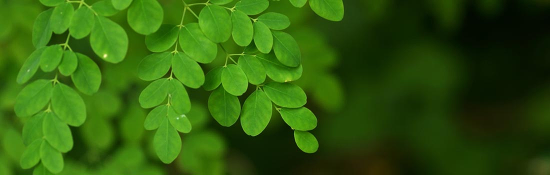 Moringa, planta base para la alimentación vegetariana y vegana