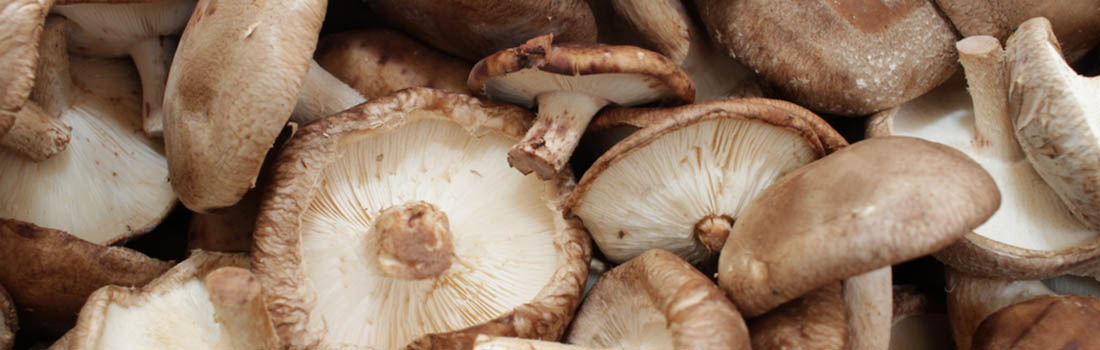 Las setas del reino fungi que tienes que conocer y sumar a tu dieta