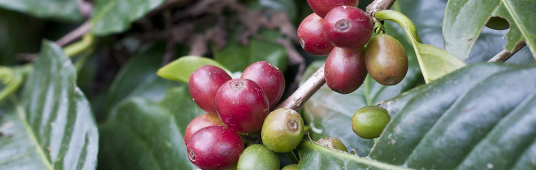 Variedades de café cultivados en México ¡Conócelos todos!