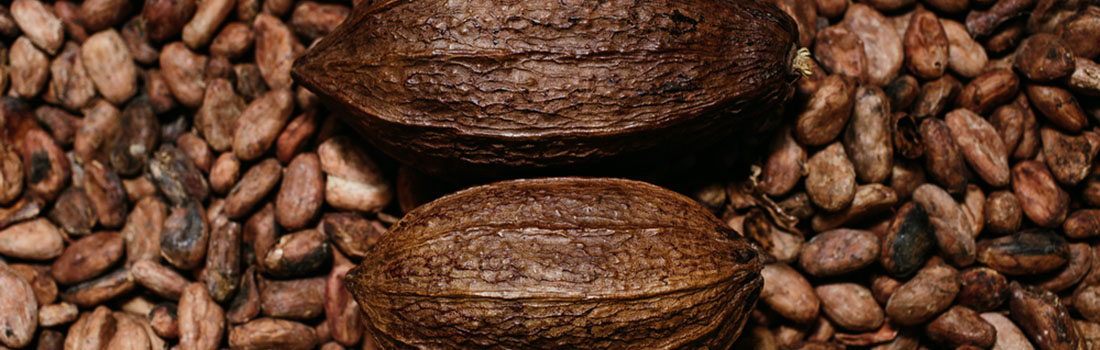 Perú cuenta con la mayor diversidad de cacao! Conoce sus beneficios!
