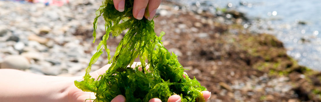 Si te gusta comer algas debes tener cuidado con el cadmio!