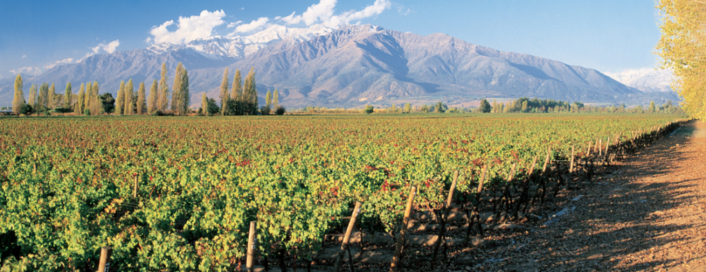 Chile y su historia vitivinícola